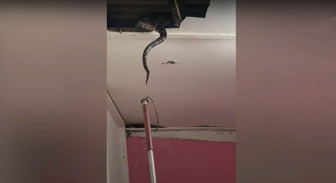 Heute.at - Deftiges Date: Pythons dachten nicht an die Statik