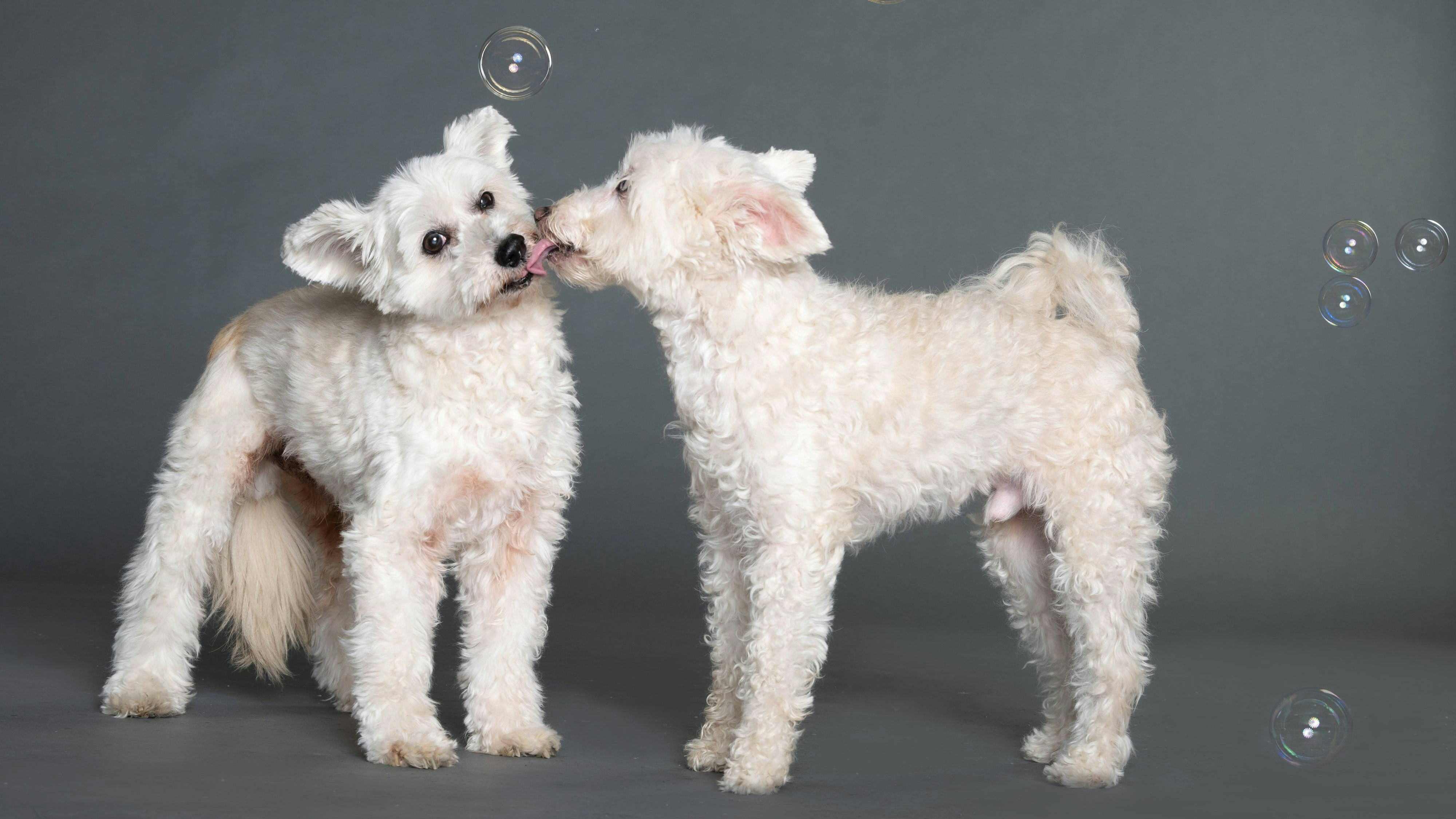 Wo können die beiden endlich ihren Lebensabend zu zweit verbringen? 