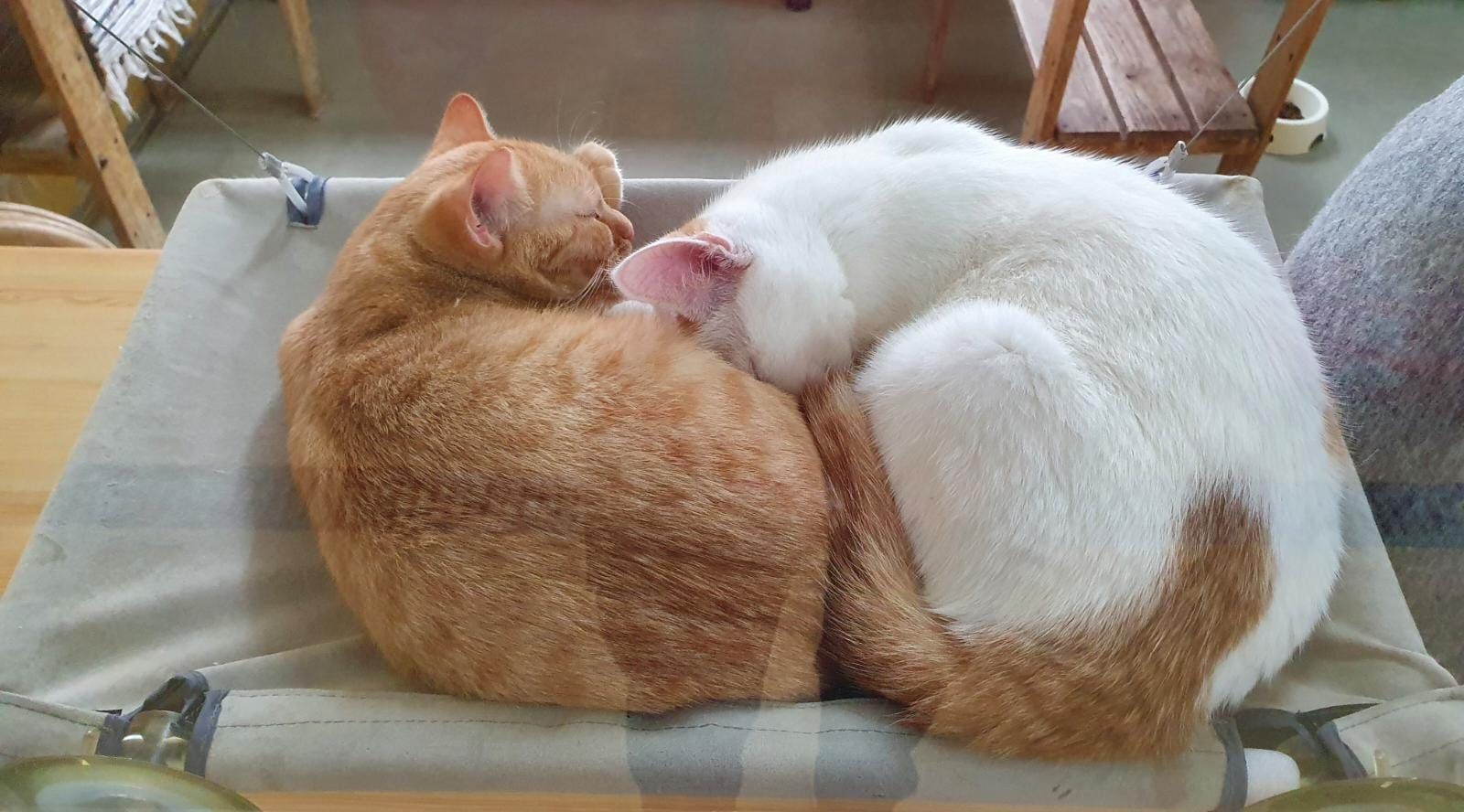 Hat jemand für die jungen Kätzchen ein Platzerl frei? 