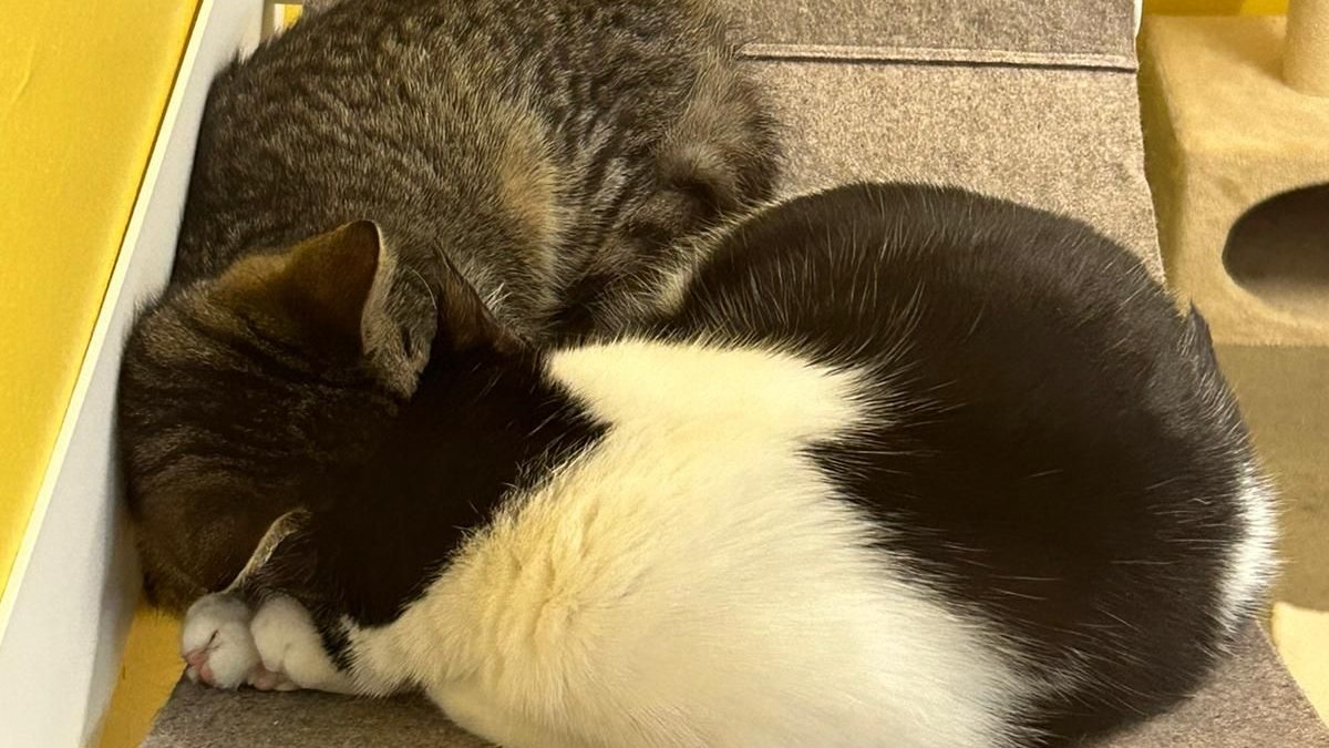 Wie könnte man die zwei auseinander reißen? 