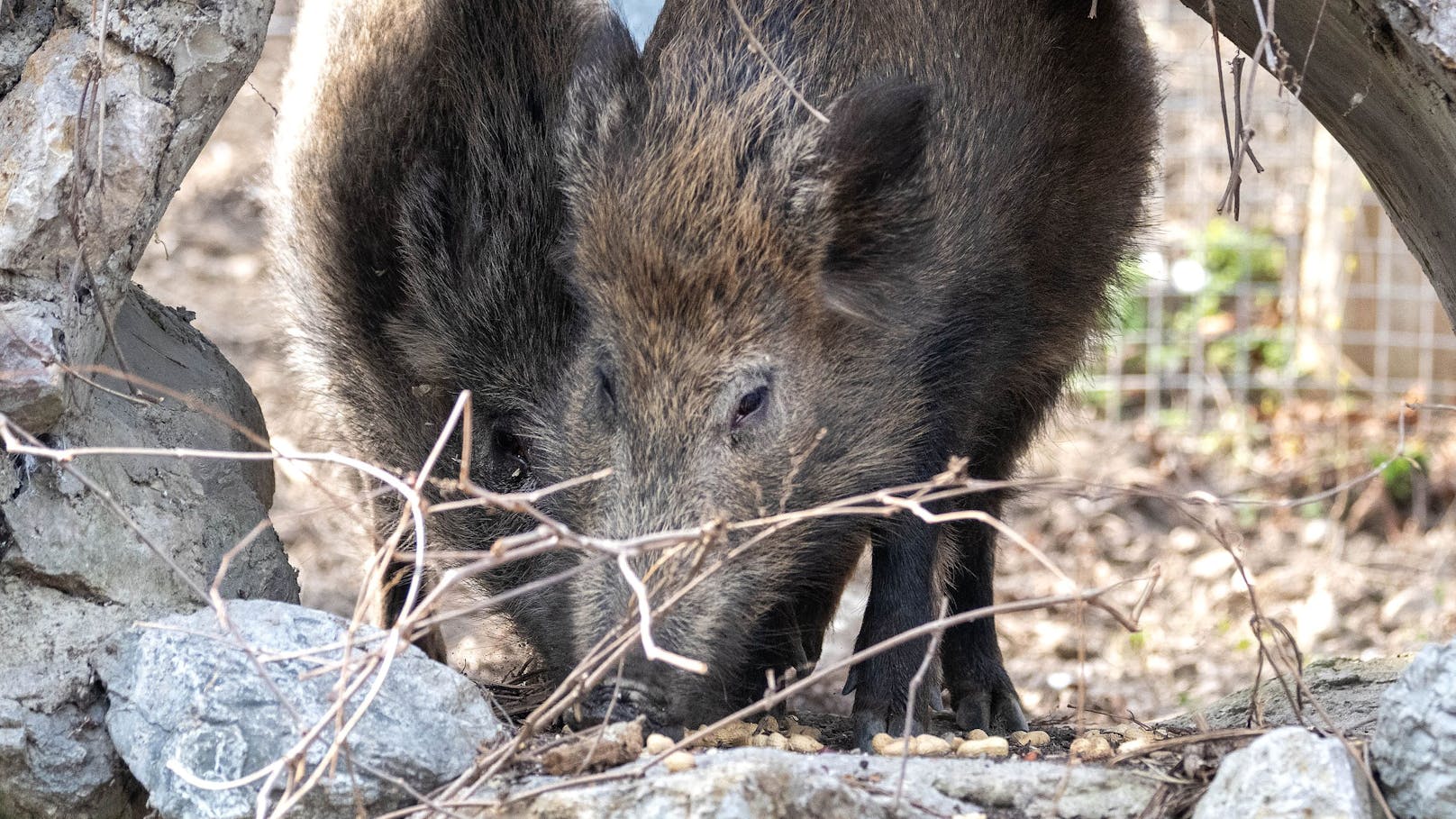 Diese beiden stehen ausnahmsweise nicht zur Vermittlung sondern leben bei Tierschutz Austria im artgerechten Wildgehege.&nbsp;