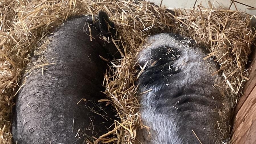 Dieses Pärchen darf ebenfalls bei Tierschutz Austria alt werden. 