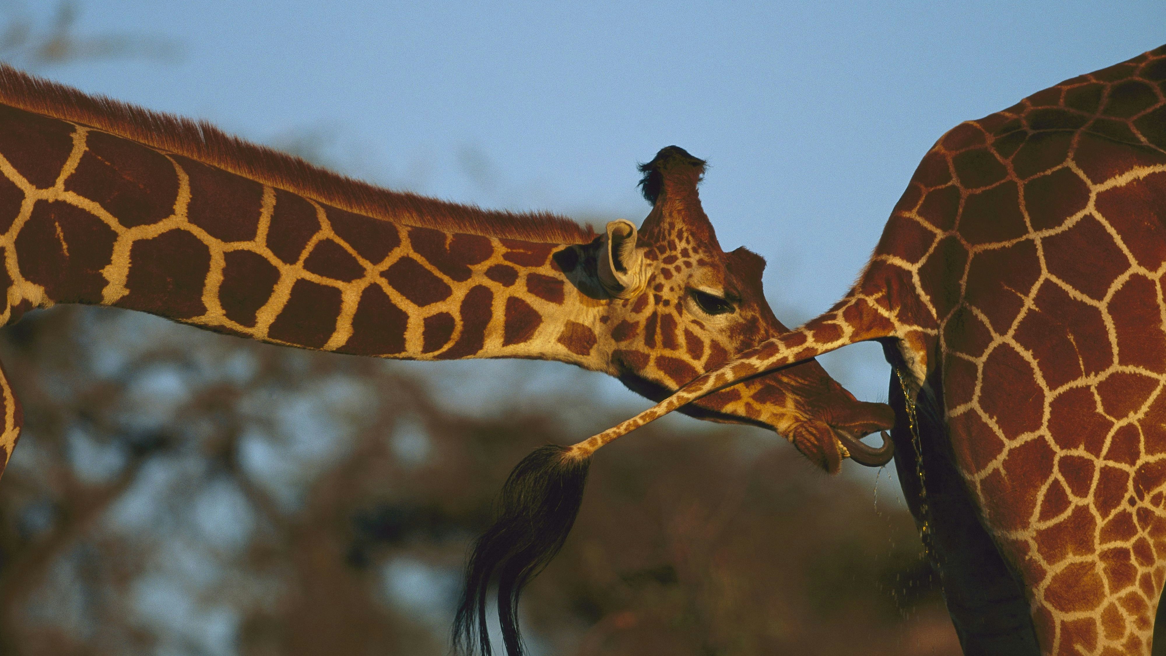 Durch das "Flehmen" nimmt der Bulle die Pheromone der Kuh auf und weiß ganz genau, ob sie paarungswillig ist.