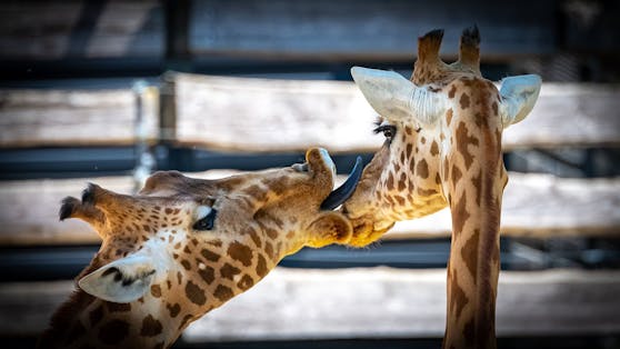 Giraffenbullen haben's nicht leicht, wenn es um die Paarungs-Signale geht.