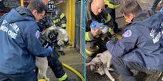 115 Hunde waren durch Flammen eingeschlossen