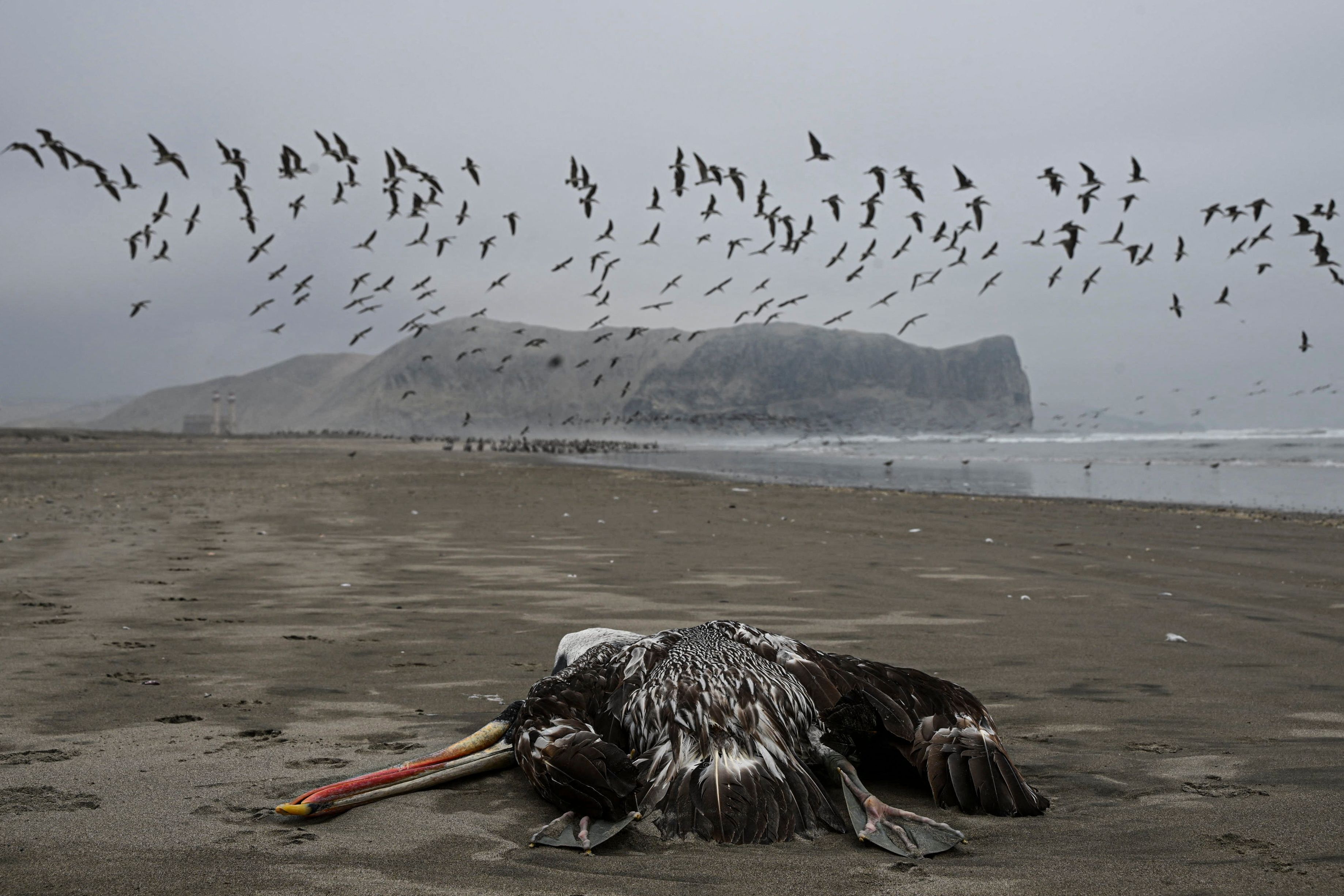 Download von www.picturedesk.com am 15.02.2023 (13:46).  A pelican suspected to have died from H5N1 avian influenza is seen on a beach in Lima, on December 1, 2022. - The highly contagious H5N1 avian flu virus has killed thousands of pelicans, blue-footed boobies and other seabirds in Peru, according to the National Forestry and Wildlife Service (SERFOR). (Photo by Ernesto BENAVIDES / AFP) - 20221201_PD17667 - Rechteinfo: Rights Managed (RM) Nur für redaktionelle Nutzung! Werbliche Nutzung erfordert Freigabe: bitte schicken Sie uns eine Anfrage.