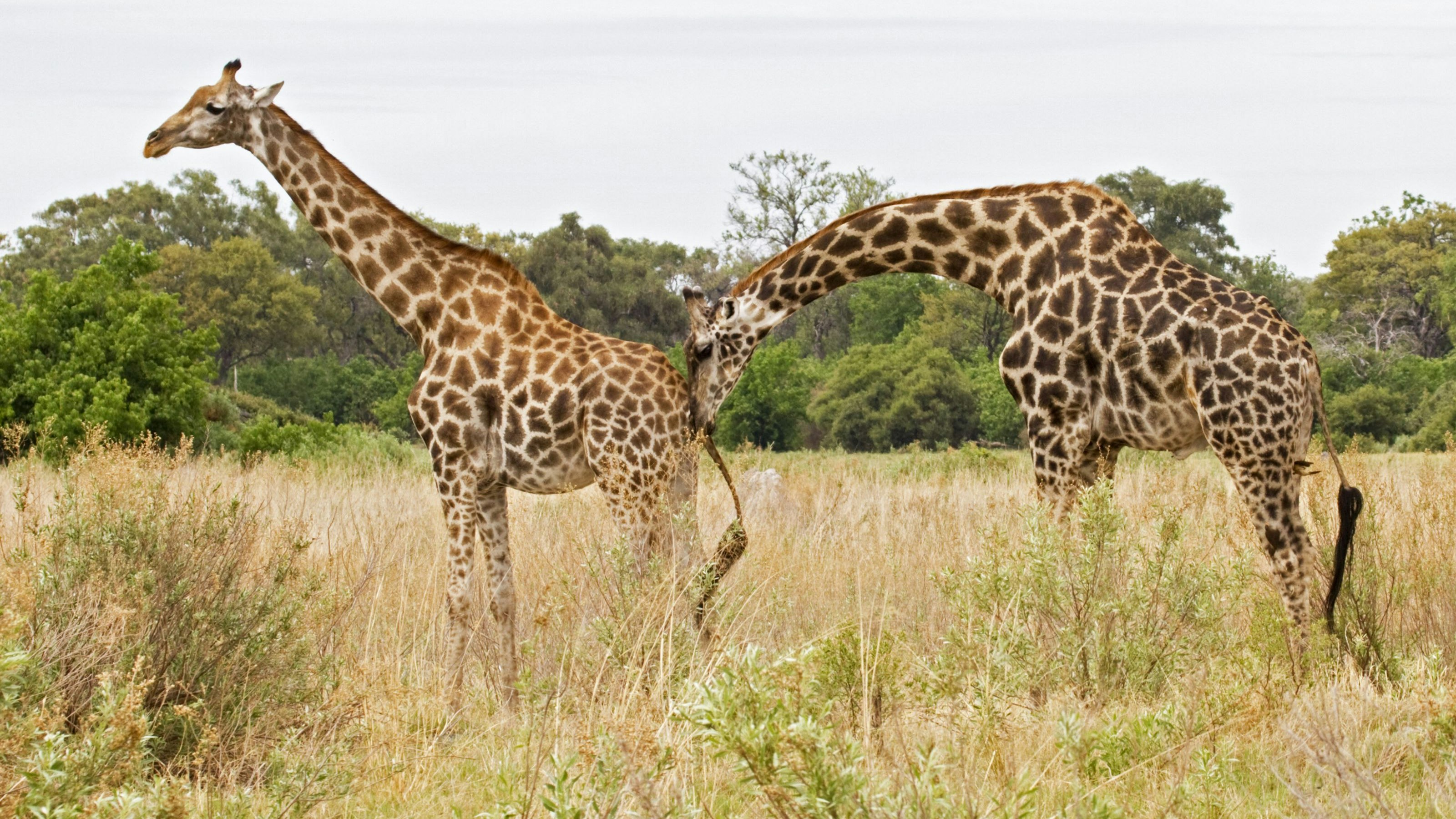 Durch das Anstupsen des Bullen, lassen die Giraffenkühe Wasser.