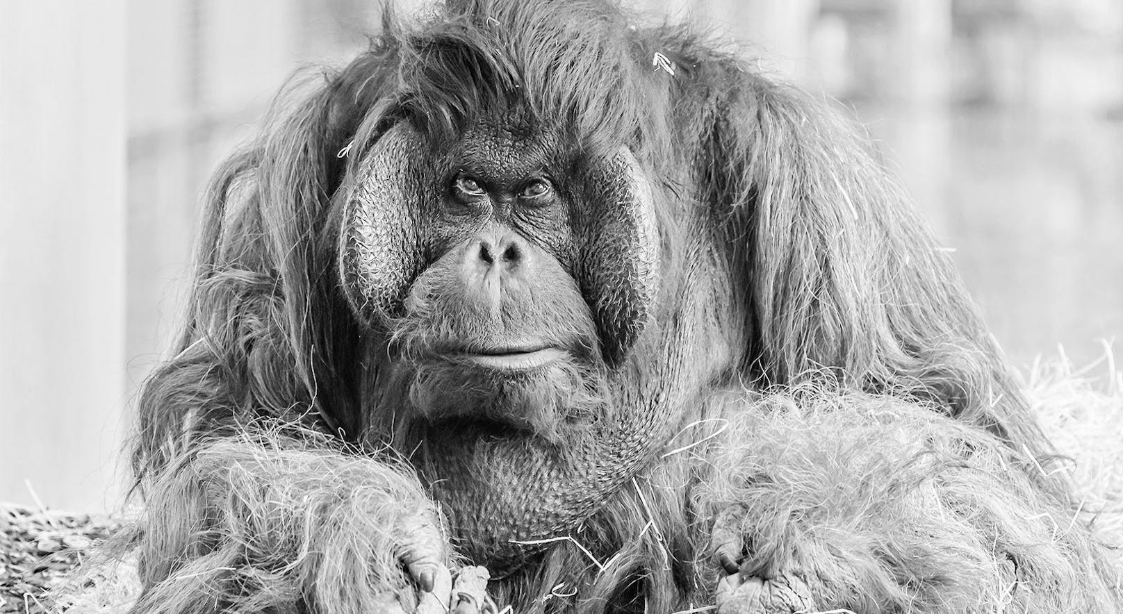 Der älteste, männliche Orang-Utan aus dem Europäischen Erhaltungszuchtprogramm (EEP) musste eingeschläfert werden.