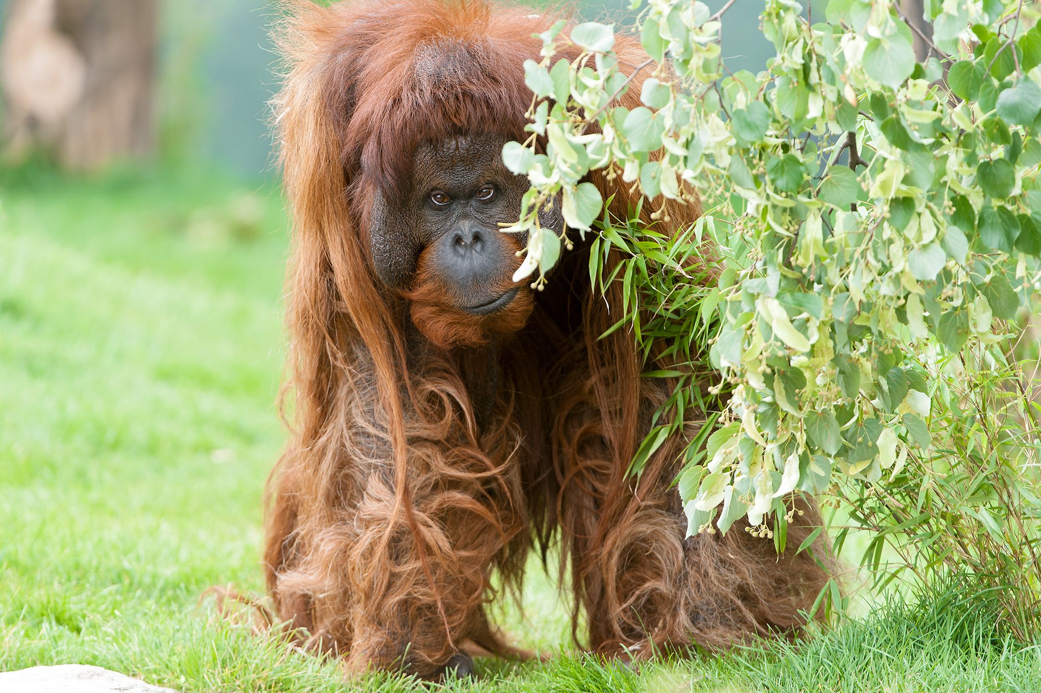 Gute Reise, Vladimir...