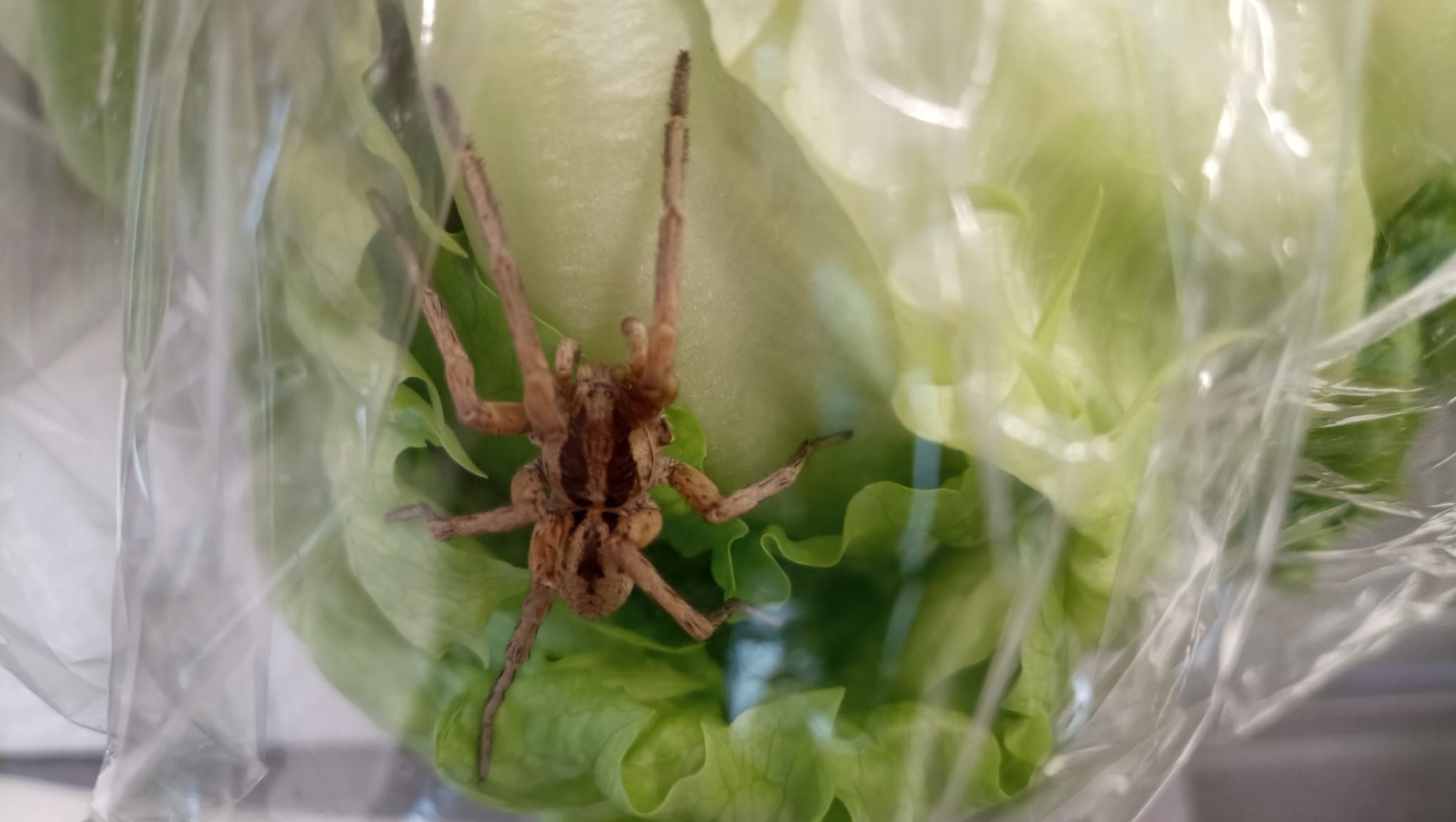 Diese 4-Zentimeter-Spinne wurde in einem Eisbergsalat in einem Linzer Supermarkt gefunden.