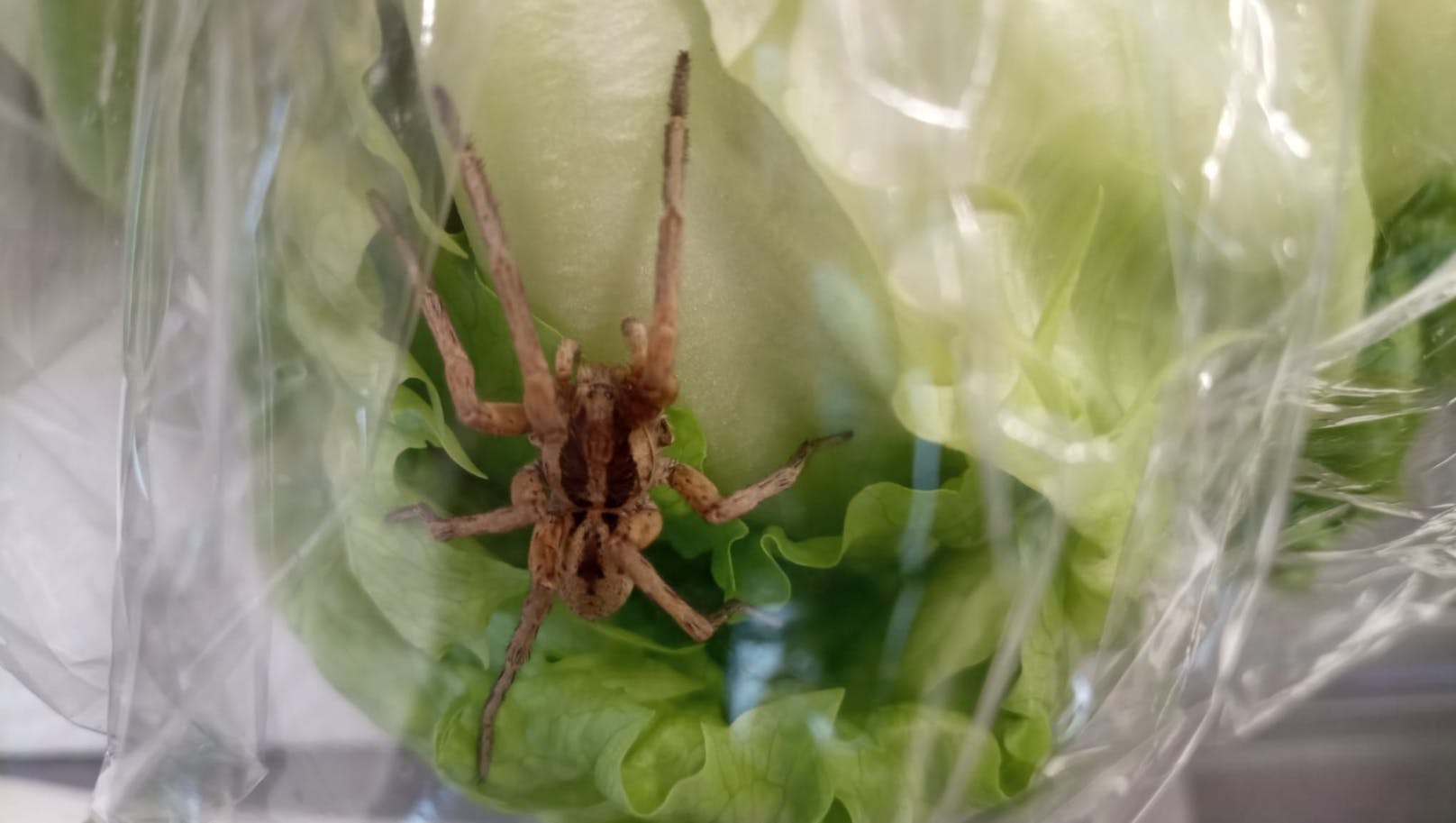 Diese 4-Zentimeter-Spinne wurde in einem Eisbergsalat in einem Linzer Supermarkt gefunden.