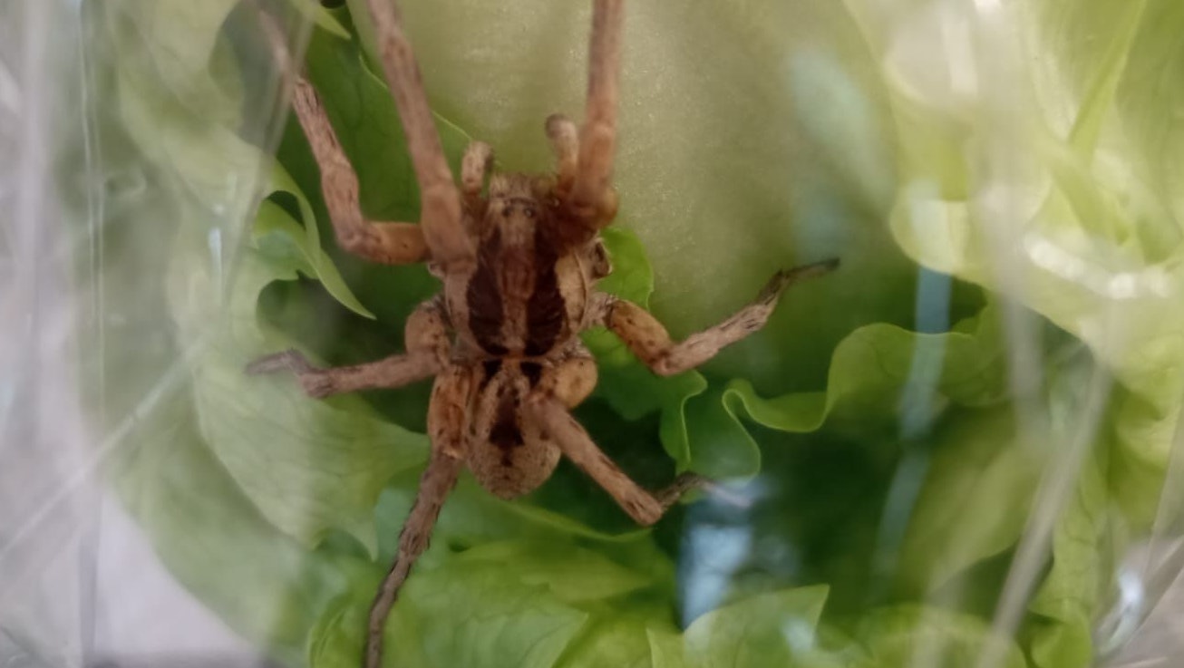 Diese 4-Zentimeter-Spinne wurde in einem Eisbergsalat in einem Linzer Supermarkt gefunden.
