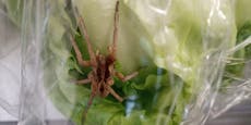 4-cm-Spinne in Eisbergsalat in Supermarkt gefunden