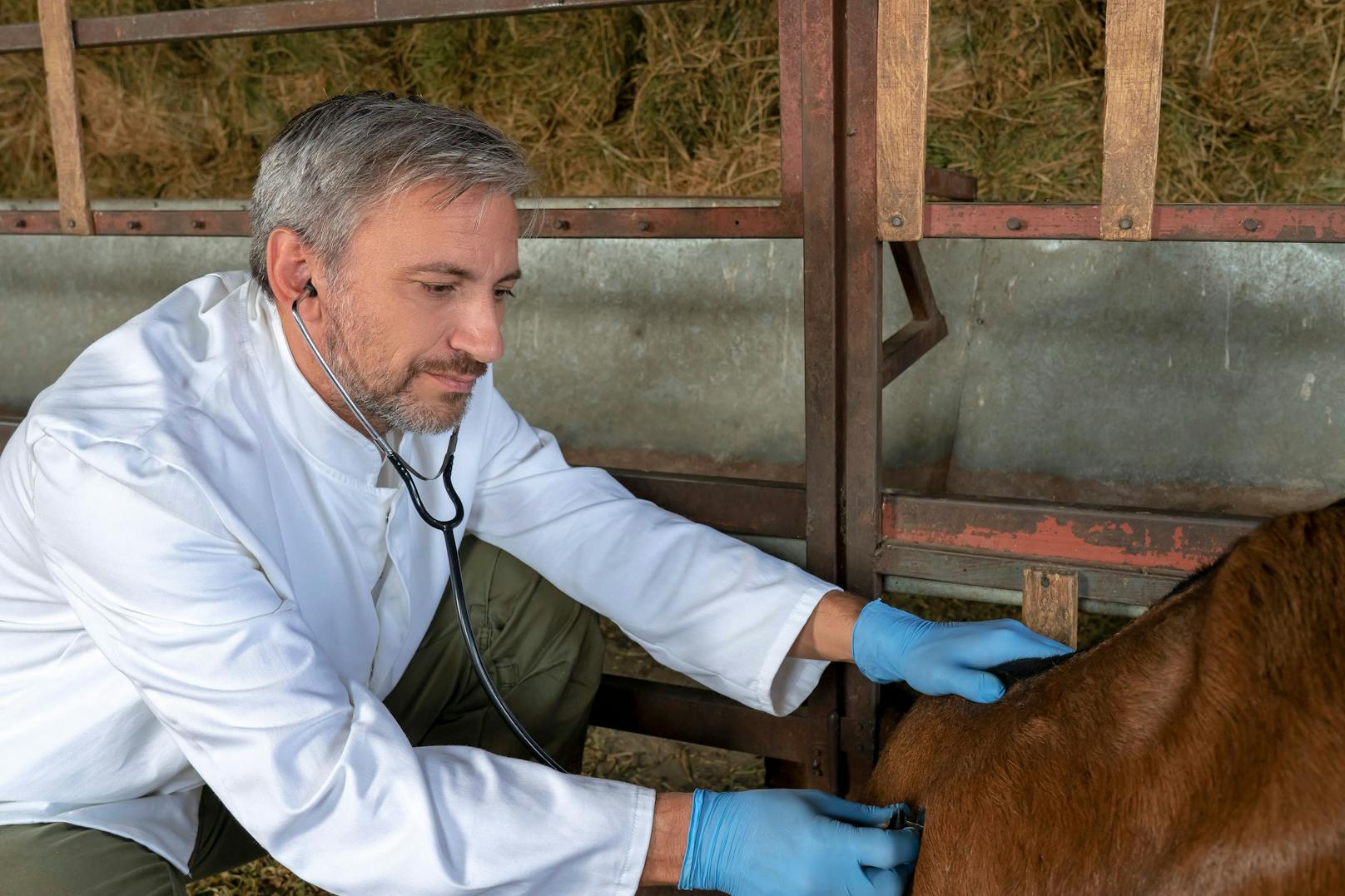 Tierarzt bei seiner Arbeit (Symbolfoto)