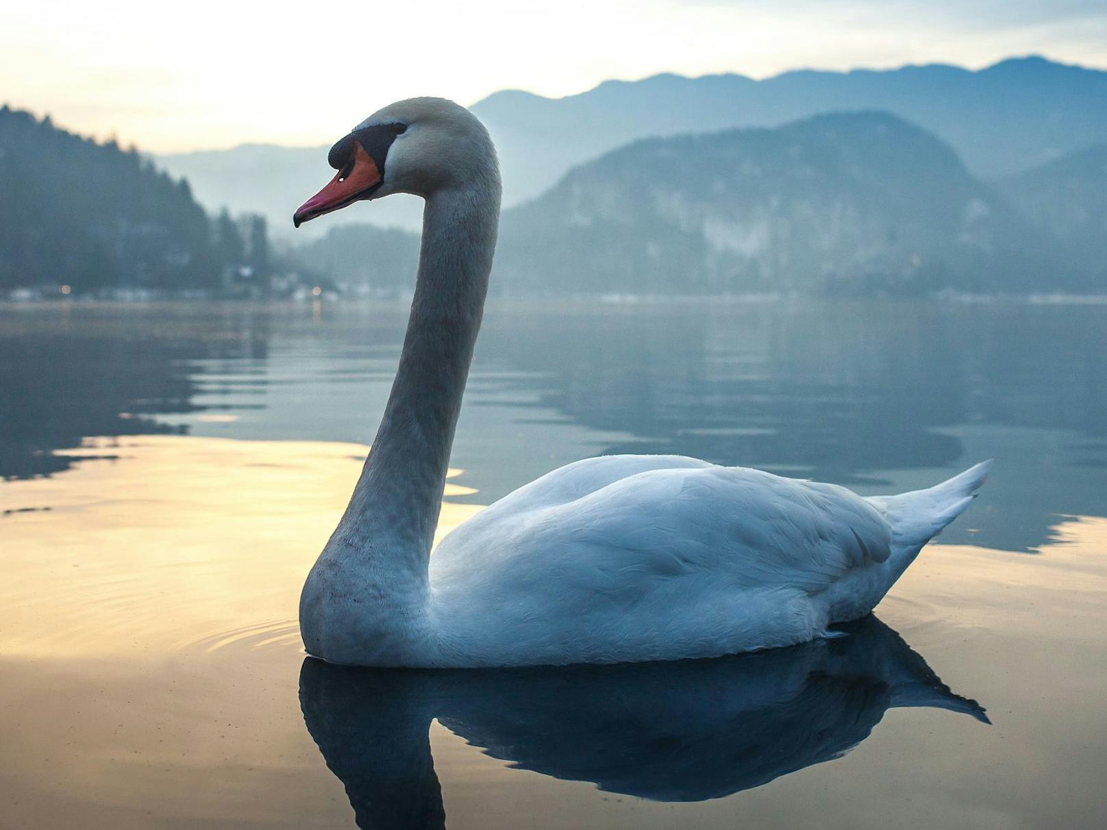 Wasservögel sollten keinesfalls mit Brot gefüttert werden – nicht nur nicht am Bleder See, sondern generell.