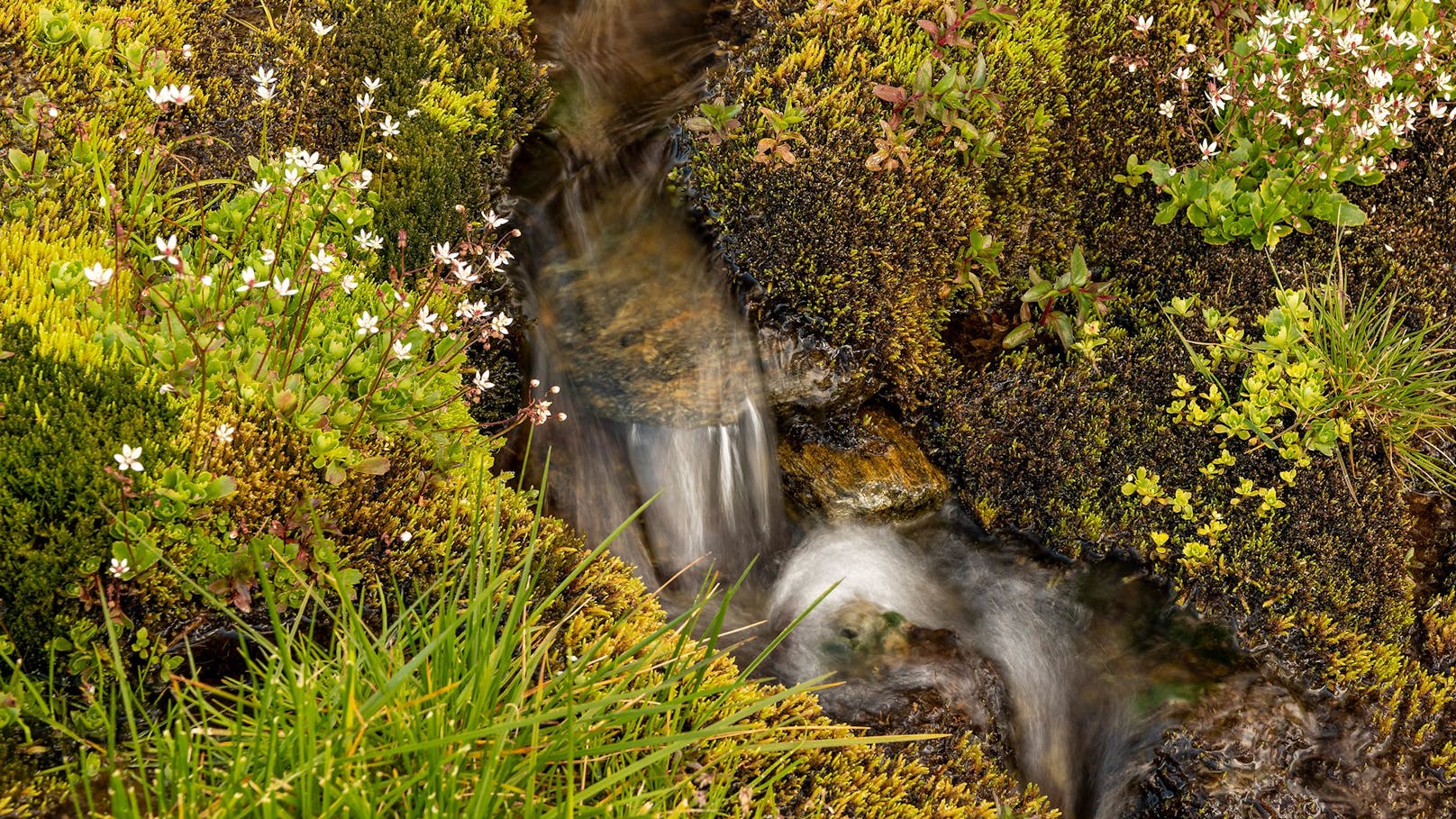 Moore spielen eine essentielle Rolle im Kampf gegen die Klima- und Biodiversitätskrise. Der Kraftwerksbau in Tirol gefährdet das Moor im Platzertal, warnt der WWF.