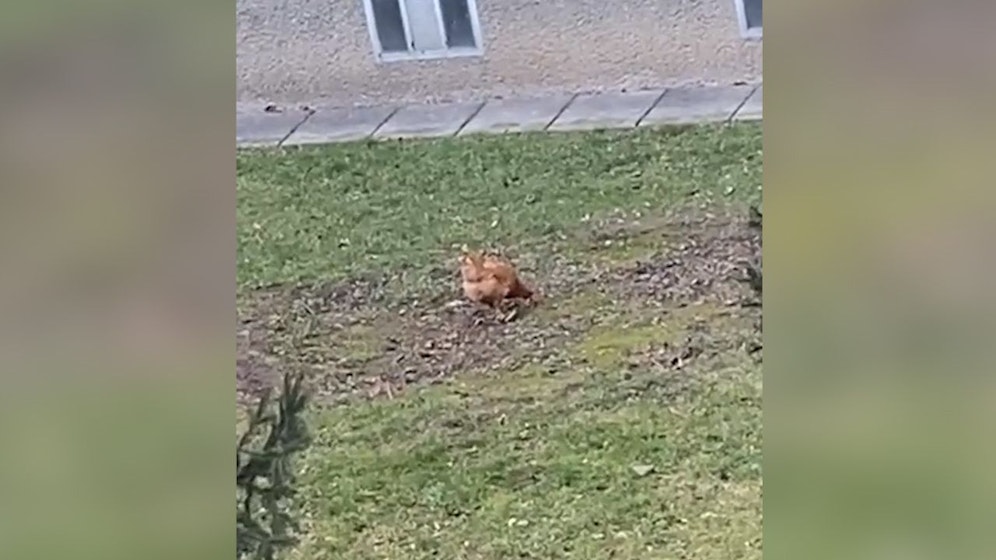 Ein derzeit im Gemeindebau arbeitender Leserreporter wurde auf den tierischen Bewohner aufmerksam.&nbsp;