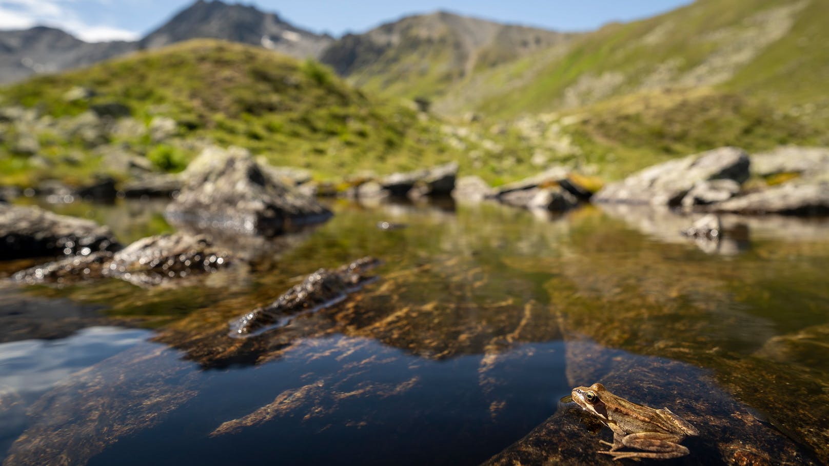 Das Moor im Tiroler Platzertal, nahe Pfunds, ist das größte Moor in den österreichischen Hochalpen und für den WWF besonders schützenswert.