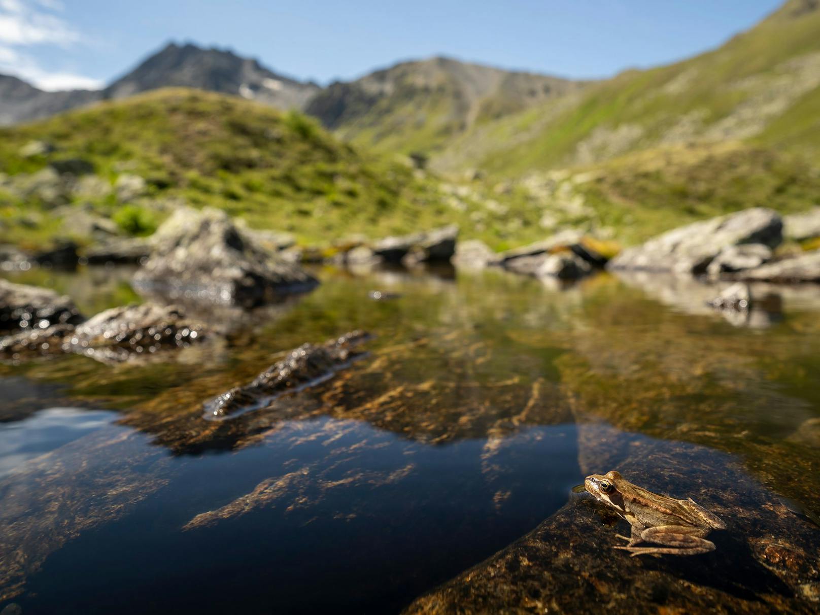 Das Moor im Tiroler Platzertal, nahe Pfunds, ist das größte Moor in den österreichischen Hochalpen und für den WWF besonders schützenswert.