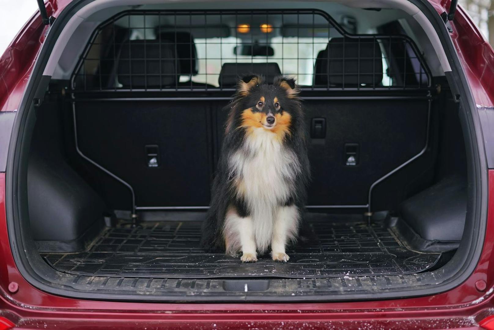 Auch ein Kofferraumgitter ist möglich, um den Hund vom Fahrerraum zu trennen. Hier sollte man allerdings zusätzlich angurten.