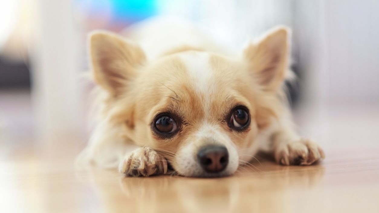 Small Chihuahua dog with a white and beige color and a sad face on the floor. Lonely dog.