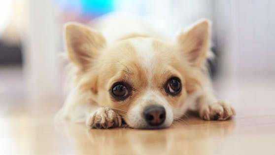 Eine kleine Chihuahua-Hündin wurde verstümmelt und tot im Wald im deutschen Weimar gefunden.&nbsp;