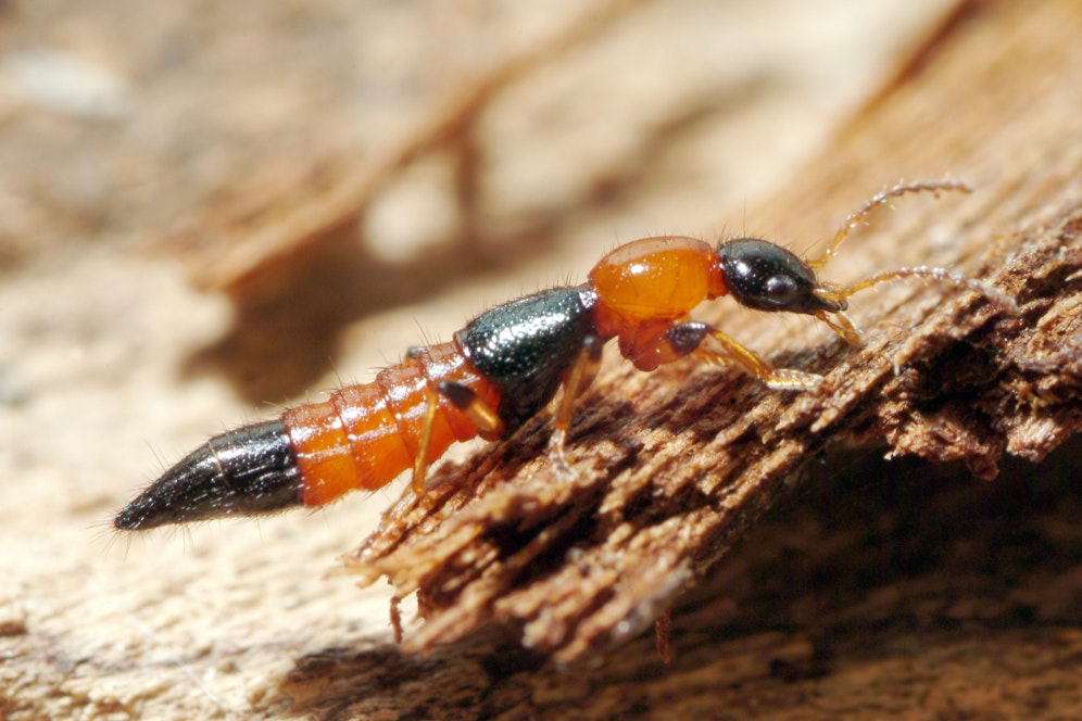 Die Frau war in Kontakt mit einem Paederus-Käfer gekommen. 