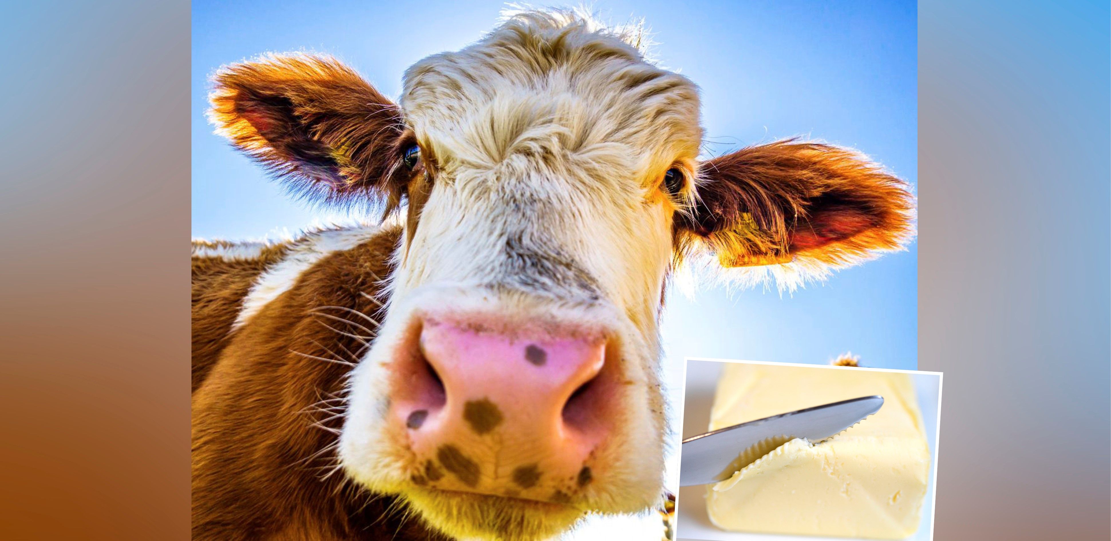 Konsumenten freut's, die Landwirte weniger: Butter wird jetzt wieder deutlich günstiger verkauft.