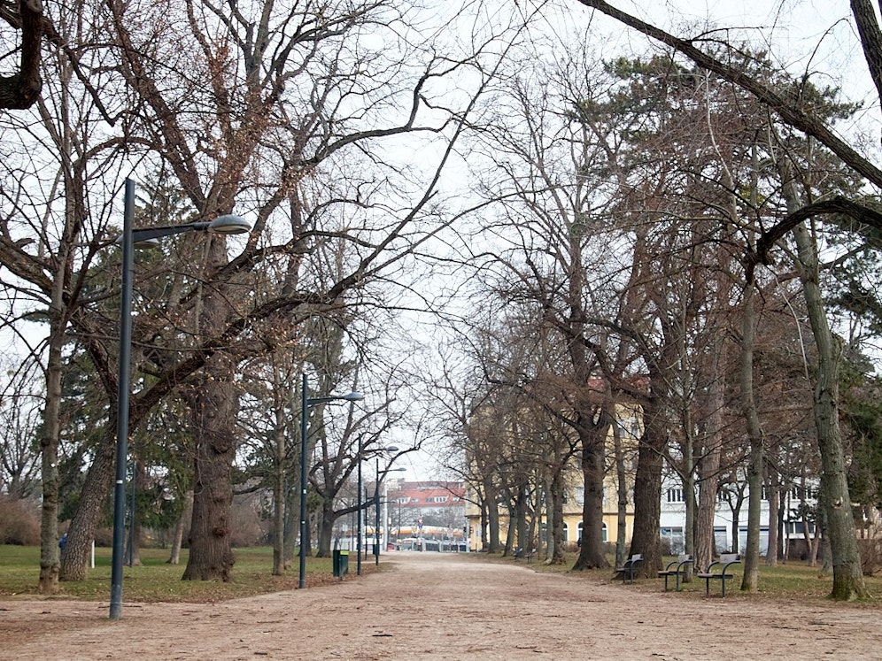 19 Bäumen soll es schon bald an den Kragen gehen. Über das geplante Vorgehen entbrannte eine Polit-Debatte.