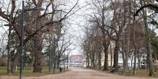 Polit-Zwist über Baumfällungen im Auer-Welsbach-Park