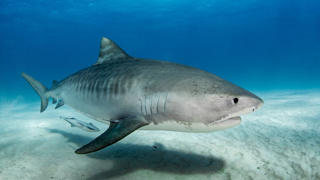 Underwater with a Tiger Shark