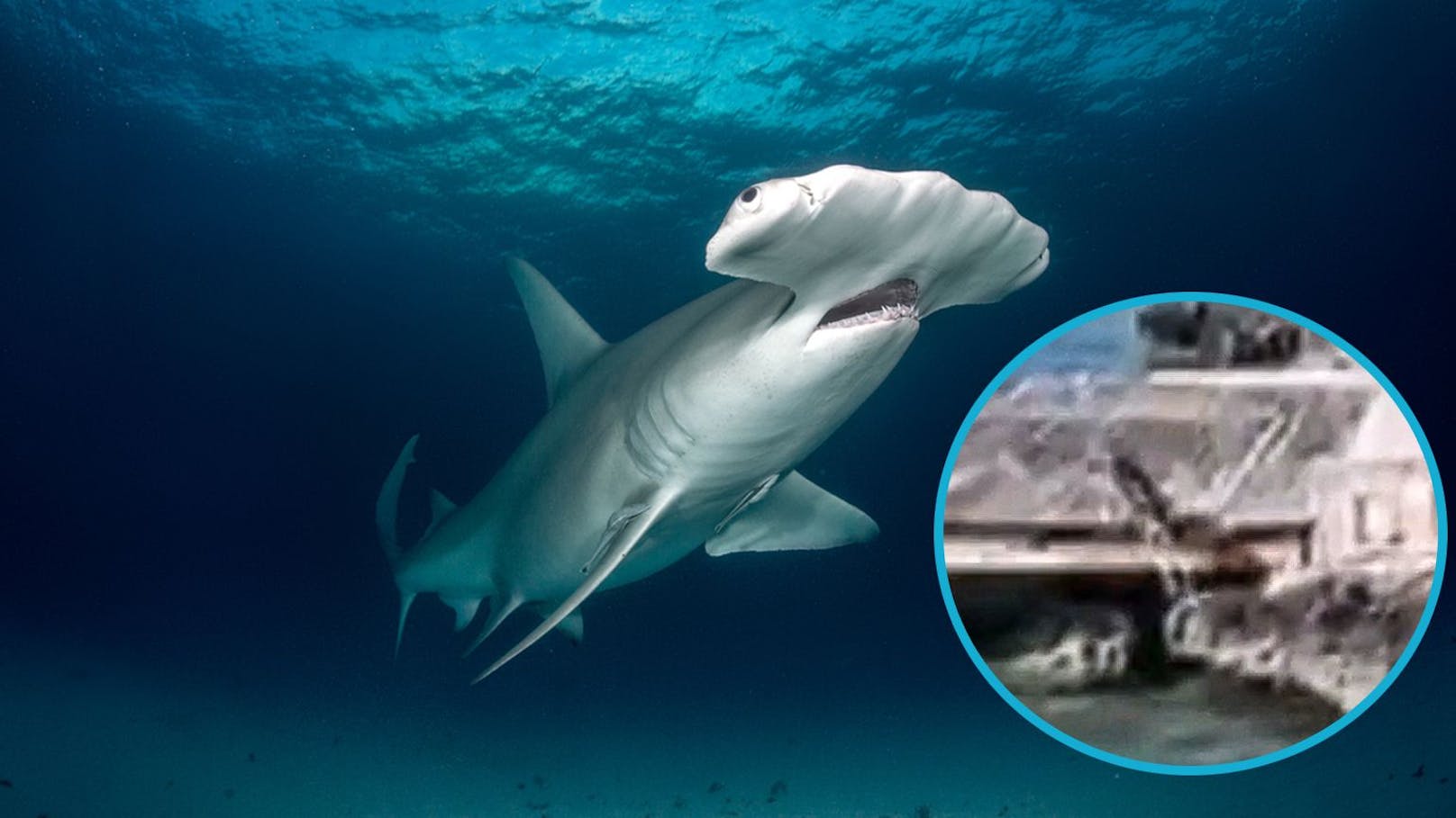 Hund hüpft zu Hai ins Meer – Video ist unglaublich