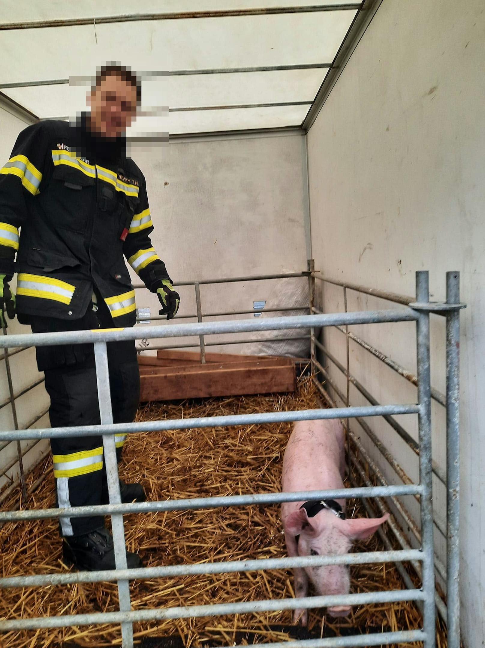 Die Feuerwehr brachte das Ferkel in einen nahe gelegenen Schweinemastbetrieb.