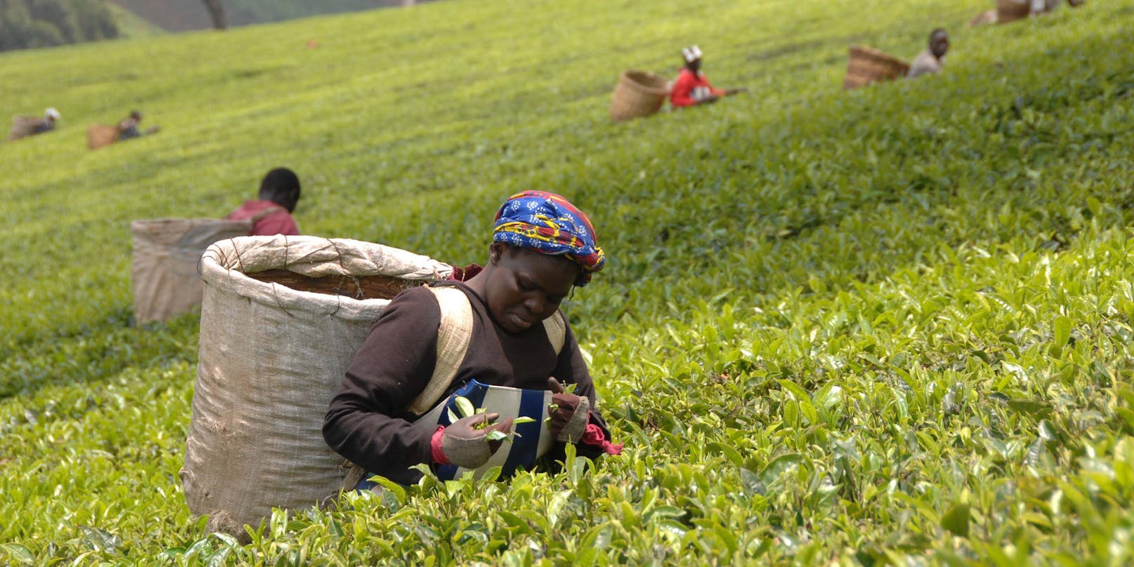 Auf Tee-Plantagen der britischen Firmen Lipton und James Finlay in Kenia sollen Vorgesetzte jahrelang Arbeiterinnen sexuell missbraucht haben. (Symbolfoto)