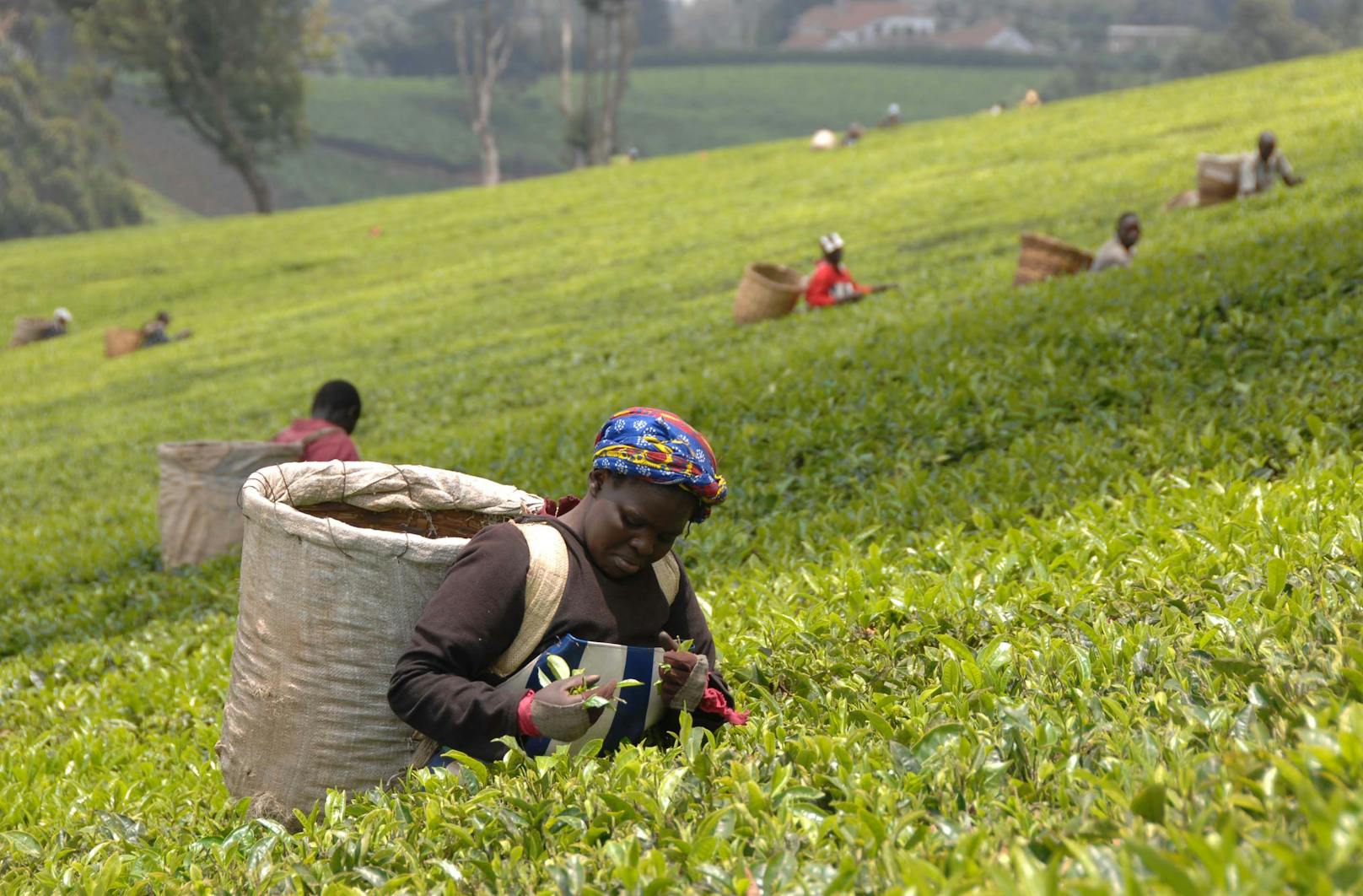 Arbeiterinnen auf Lipton-Teeplantagen missbraucht