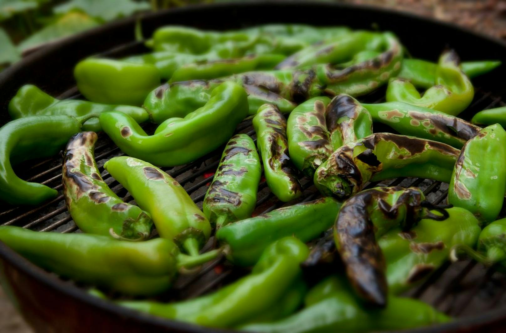 Die Chili (Bild) ist eines der offiziellen Gemüse New Mexicos.