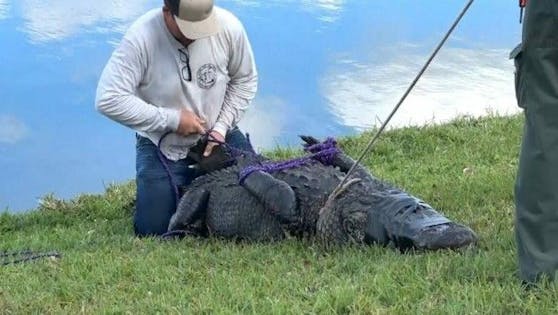 Alligator tötet Rentnerin in Florida