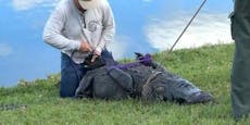 Alligator tötet Spaziergängerin in Florida