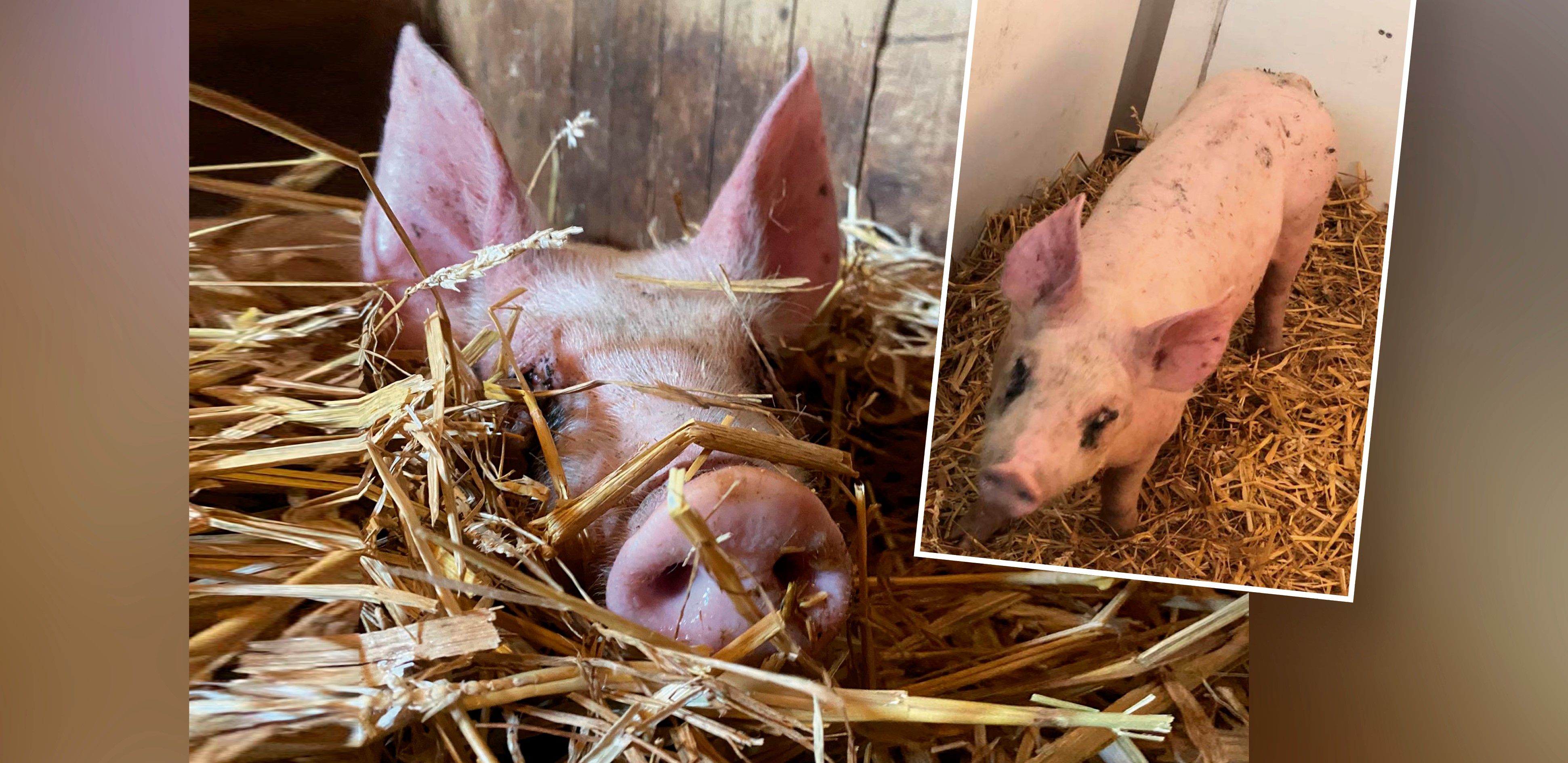 Der drei Monate alte "Rudi" ist am Gnadenhof der Pfotenhilfe Lochen angekommen.