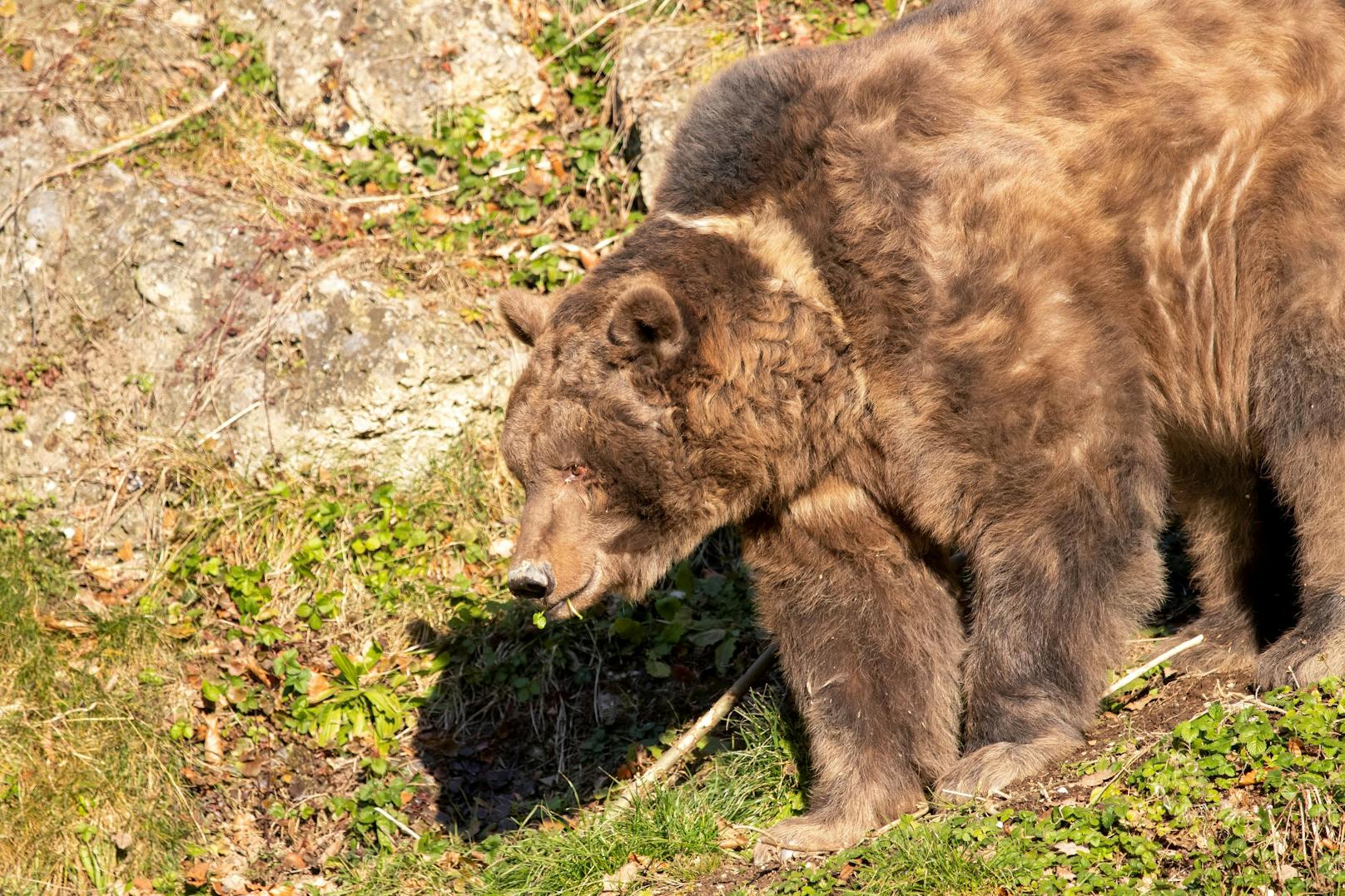 Der Salzburger Zoobär wacht aus dem Winterschlaf auf…