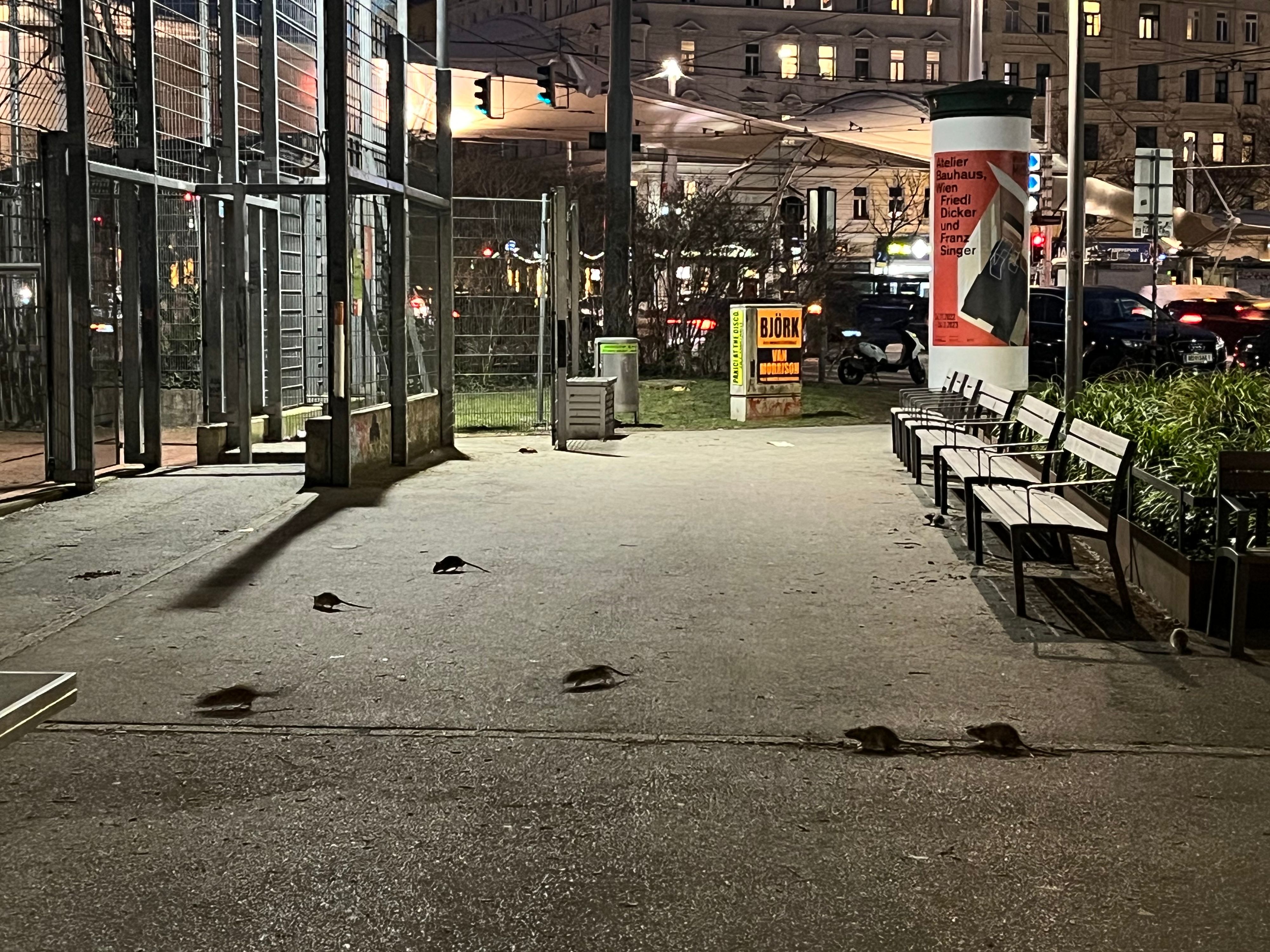 Passantin schickte Foto der Rattenplage an 