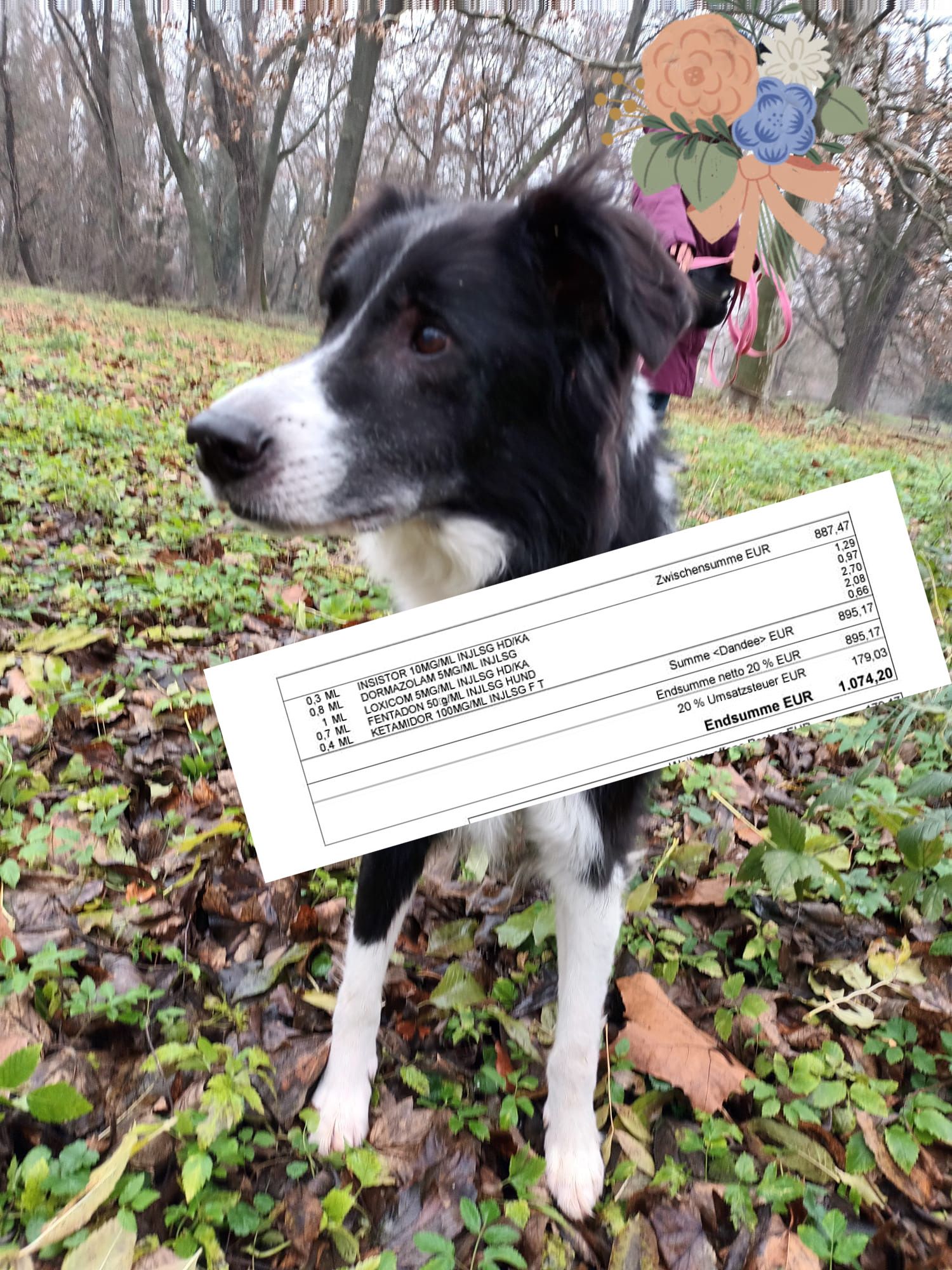Die Tierarzt-Rechnung macht 1.074,20 Euro aus.