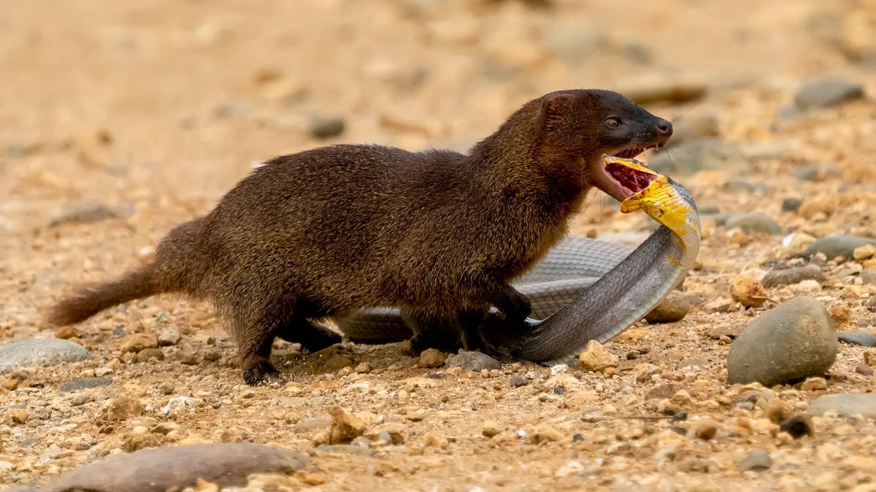 Mongoose is fighting with snake