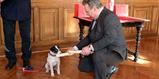 Bürgermeister ehrt Erdbeben-Suchhunde und Hundeführer