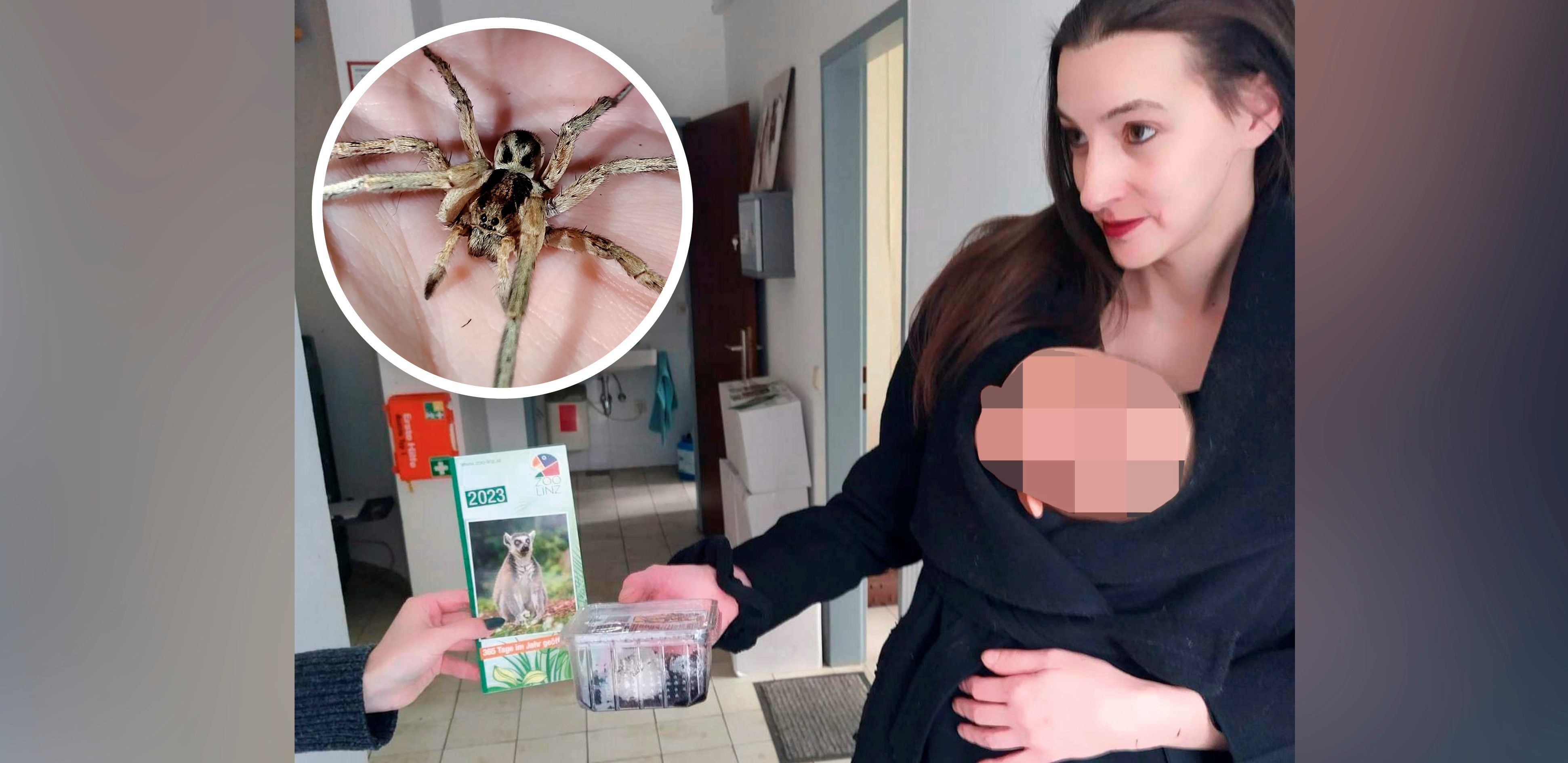 Wolfi Spinne Linz Wien Supermarkt