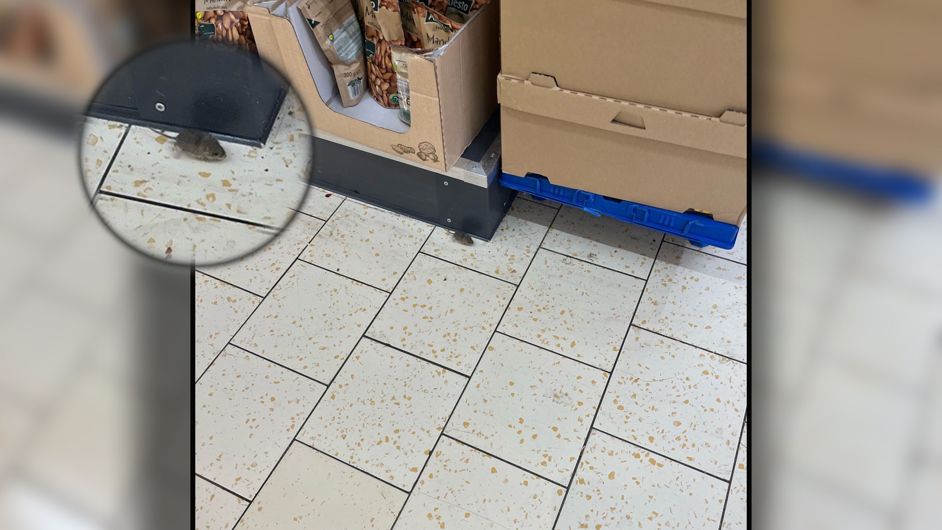 Tier-Alarm! Wienerin findet Maus in Supermarkt