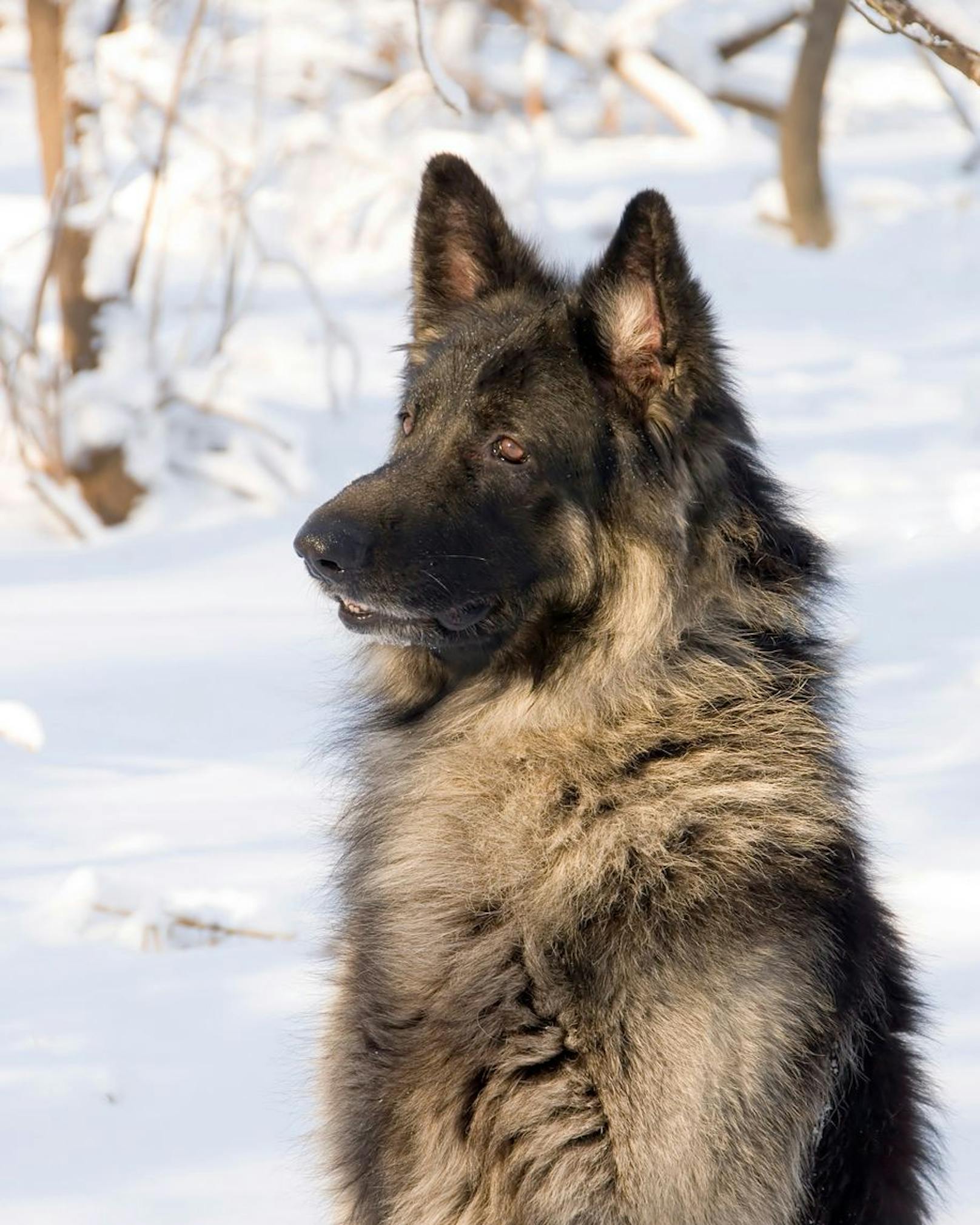 Der Shiloh-Shepherd ist ein Deutscher Schäferhund im XXL-Format.