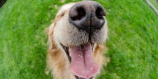 Unglaublich – selbst DAS kann dein Hund riechen
