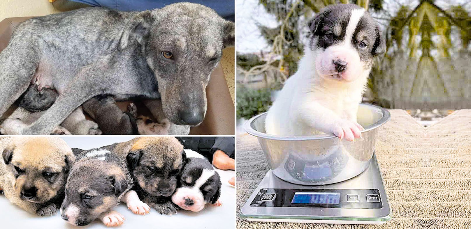 Hund "Hildi" hat bei der Pfotenhilfe vier gesunde Welpen zur Welt gebracht.