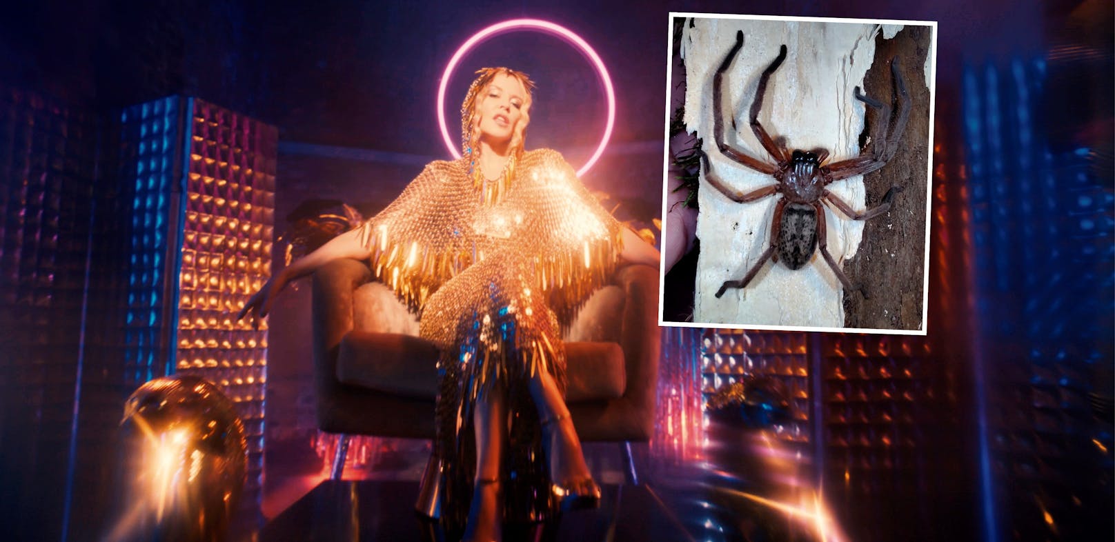 Haben zusammen mehr als 2,4 Millionen Follower auf Insta: Pop-Star Kylie Minogue (links) und die Spinne "Kylie".&nbsp;